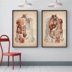 Anatomy Home Decor