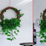 Wall Money Plant Decoration Ideas For Homes